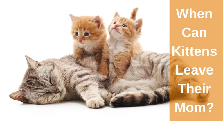 When Can Kittens Leave Their Mom? Timeline for Weaning Kittens