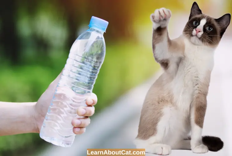 When Should I give Bottled Water to My Cat
