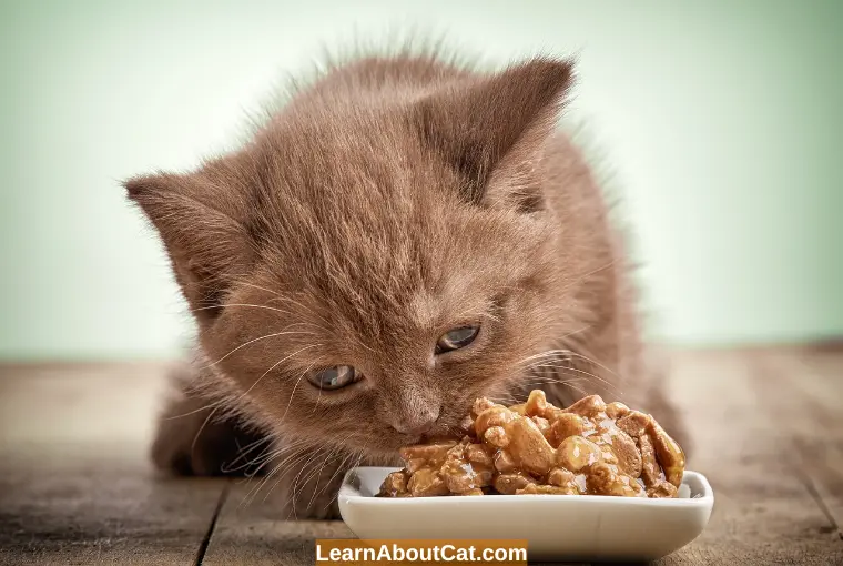 When to Stop Feeding Kitten Food and How to Switch to Cat Food