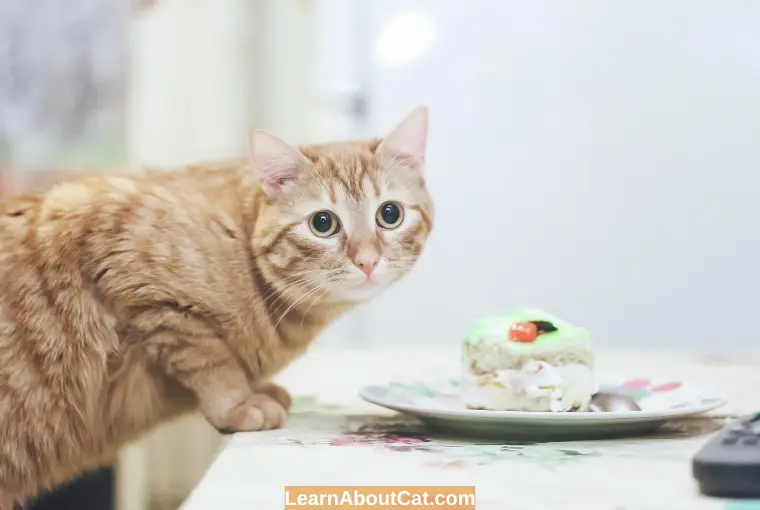 Why Cats Should not Eat Whipped Cream