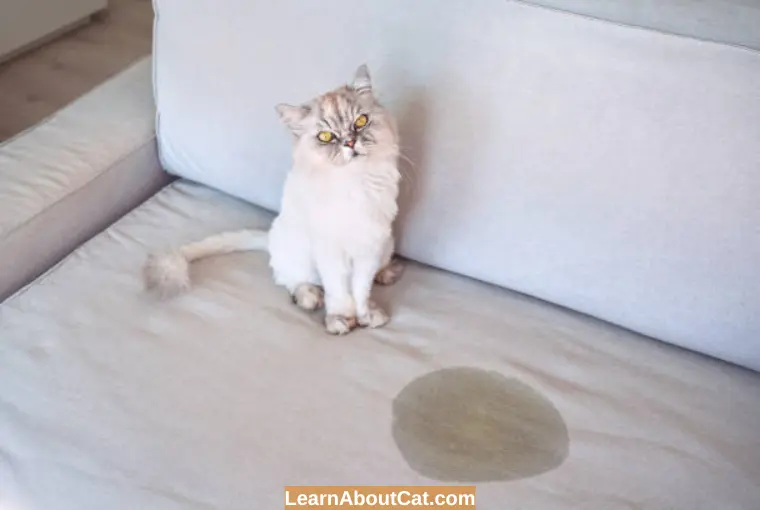 Why Do Cats Pee on Your Couch