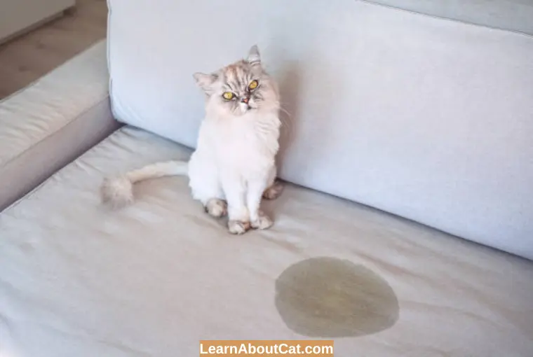 the-ultimate-guide-to-how-to-get-cat-pee-out-of-a-couch-easy-methods