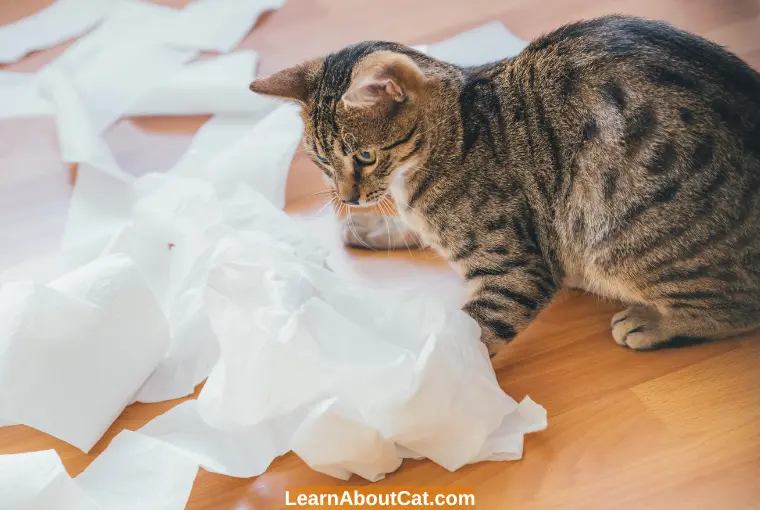 Why Is My Cat Obsessed With Paper Towels