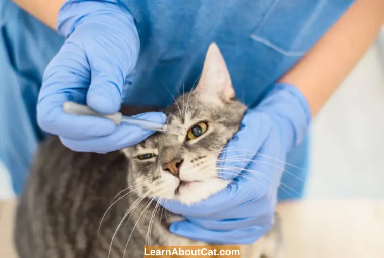 Are Human Eye Drops Safe for Cats