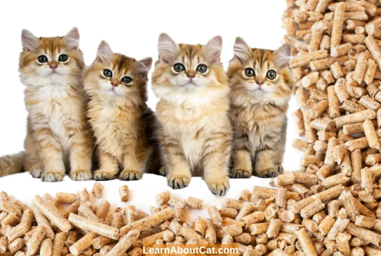 Are Pine Pellets Safe for Cats