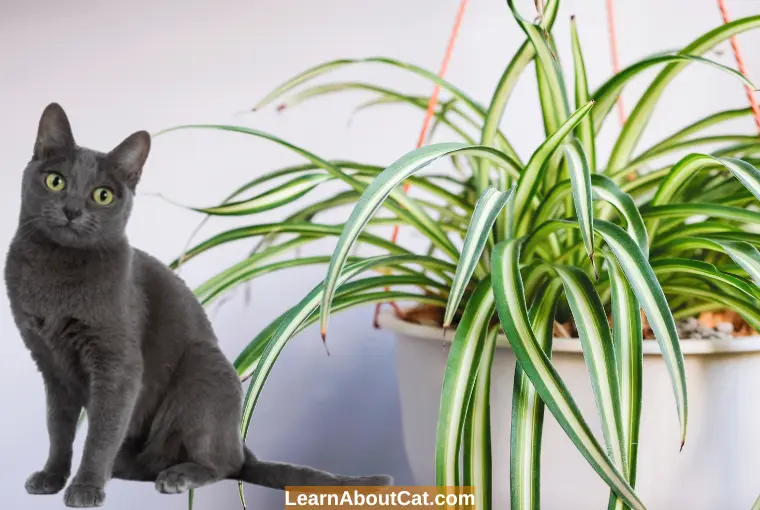 Are Spider Plants Safe for Cats