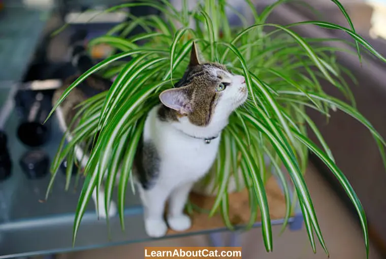 Are Spider Plants Toxic to Cats
