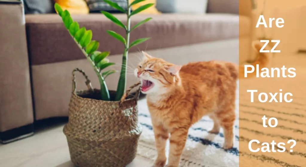 Are ZZ Plants Toxic to Cats? Dangerous Houseplants For Cats LearnAboutCat
