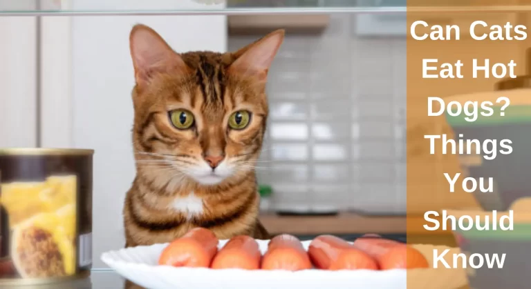 Can Cats Eat Hot Dogs? Things You Should Know!