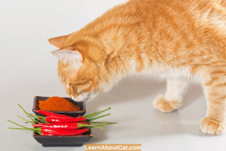 Can Cats Eat Spicy Food