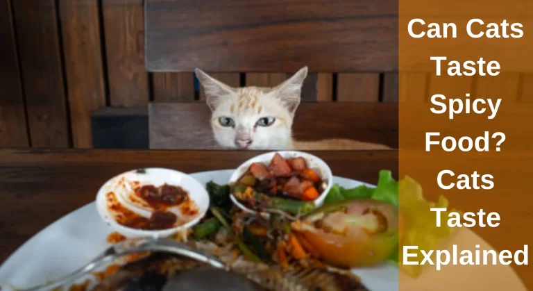Can Cats Taste Spicy Food? Cat’s Sense of Taste