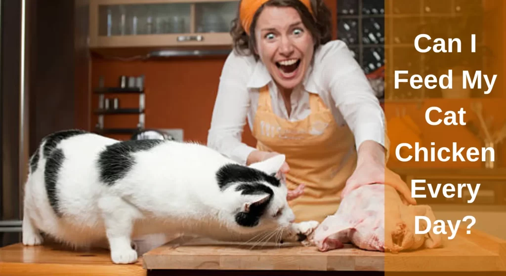 Can I Feed My Cat Chicken Every Day? [Answerd] LearnAboutCat