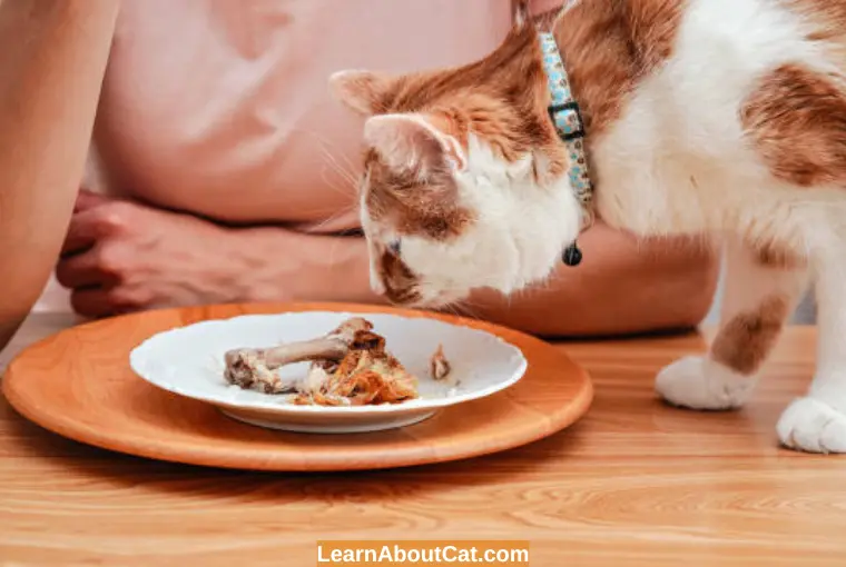 Can I Feed My Cat Cooked Chicken