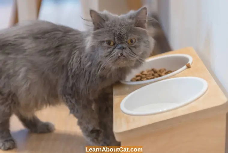 Can I Make a DIY Cat Feeding Station Tips