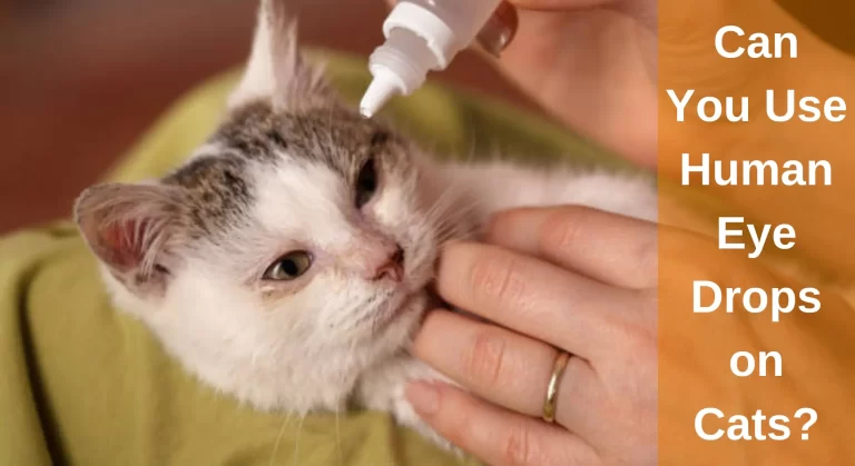 Can You Use Human Eye Drops on Cats? Are Human Eye Drops Safe for Cats?