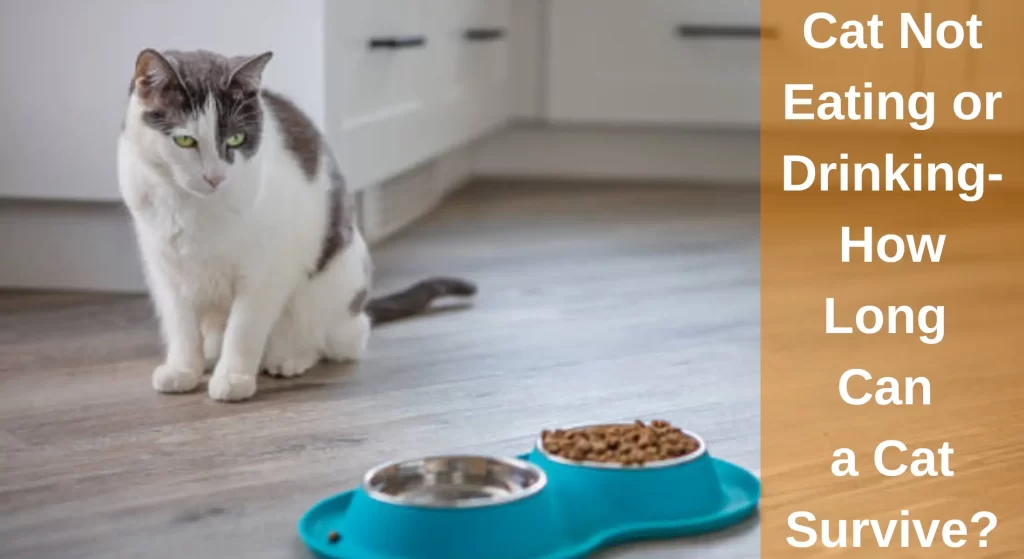 Cat Not Eating Or Drinking How Long Can A Cat Survive LearnAboutCat