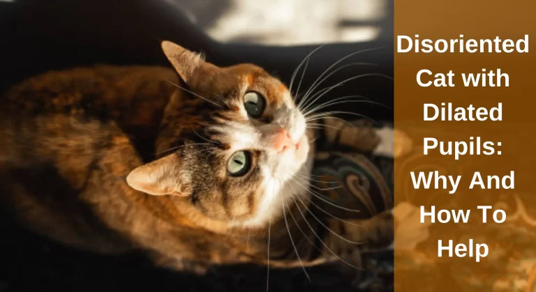 Disoriented Cat with Dilated Pupils: Why And How To Help