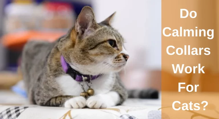 Do Calming Collars Work For Cats? Top Tips To Reduce Anxiety and Stress in Cats