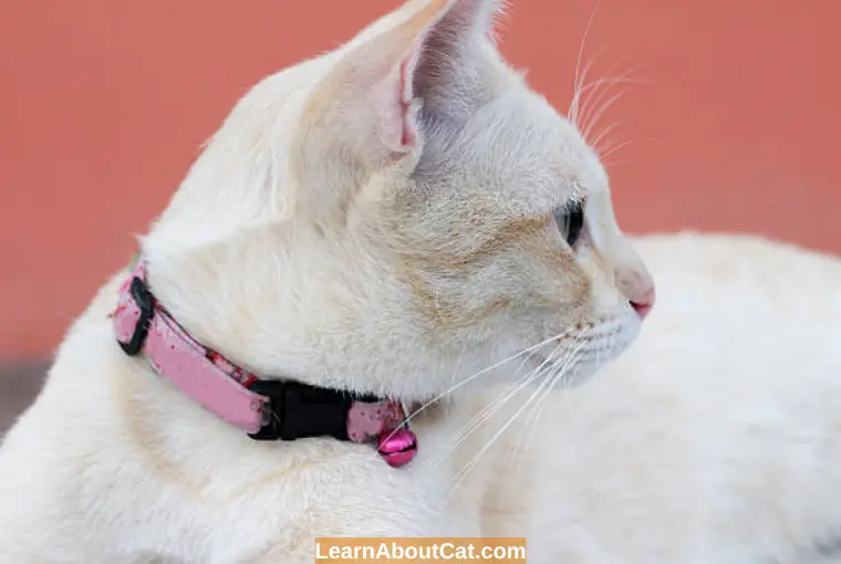 Do Calming Collars Work for Cats