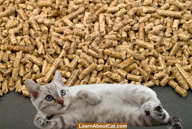 Do Cats Prefer Wood Pellet Cat Litter