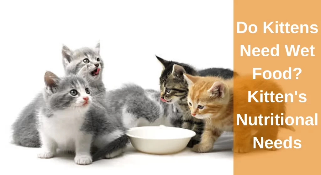 do-kittens-need-wet-food-all-you-need-to-know-learnaboutcat