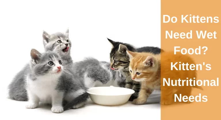 Do Kittens Need Wet Food? All You Need To Know