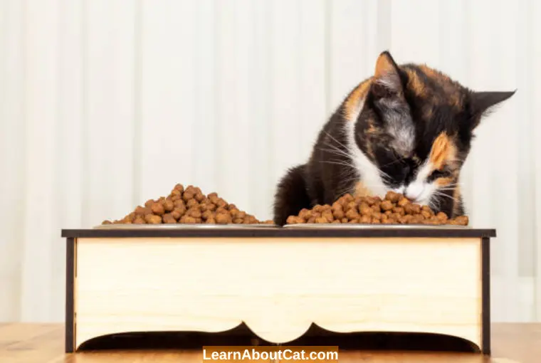 Elevated Cat Bowls vs. Elevated Cat Feeders