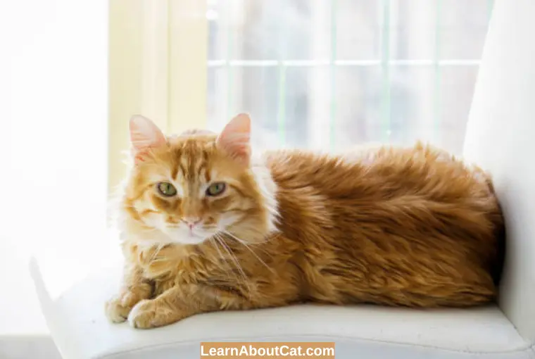 Factors Affecting a Cat's Ability to Adapt to Temperature
