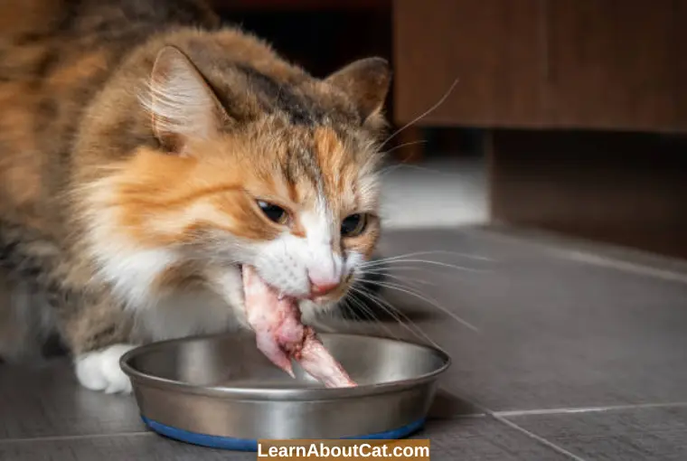 For My Cat, How Should I Cook Chicken