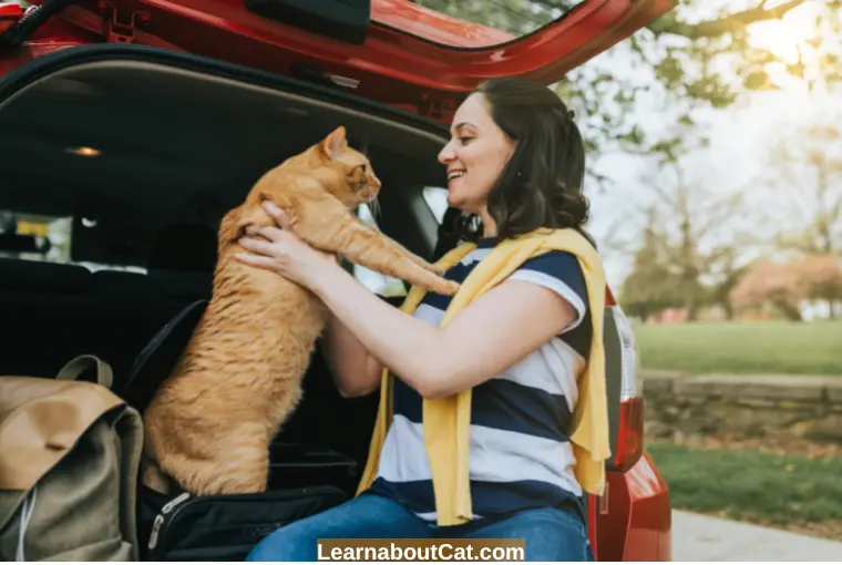 What Should You Do If Your Cat is Panting in Car