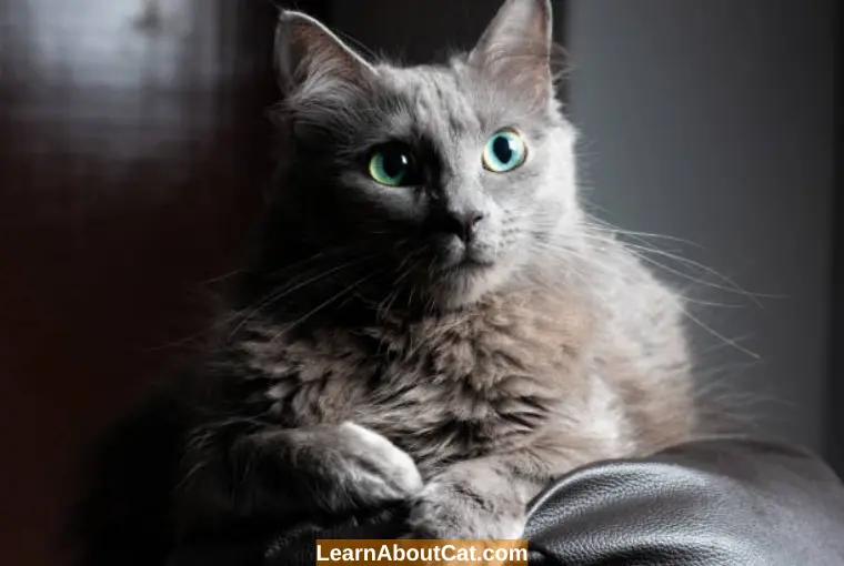 How Do Cat Eyes Work