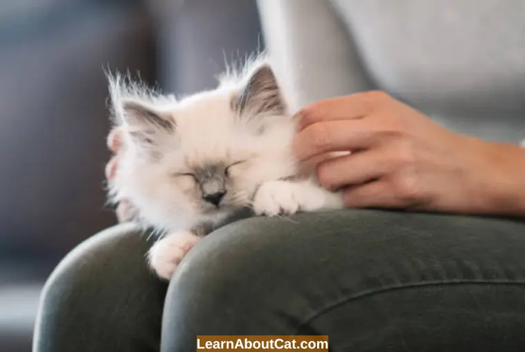 How Do Purrs Help Cats in Pain