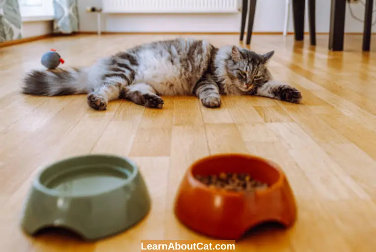 How Long Can A Sick Cat Go Without Eating And Drinking