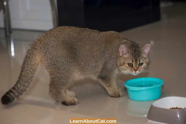 How Much Water Should a Cat Drink