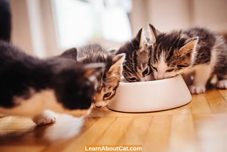 How Much Wet or Dry Food Should a Kitten Eat