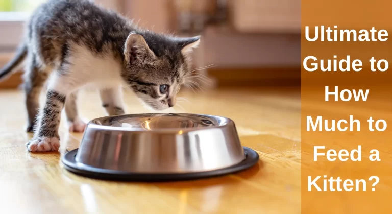 The Ultimate Guide to – How Much to Feed a Kitten? Ketten Feeding 101