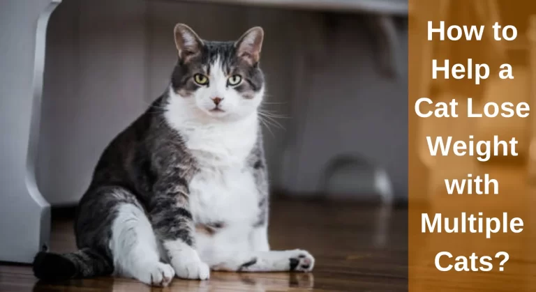 The Ultimate Guide to – How to Help a Cat Lose Weight with Multiple Cats at Home?