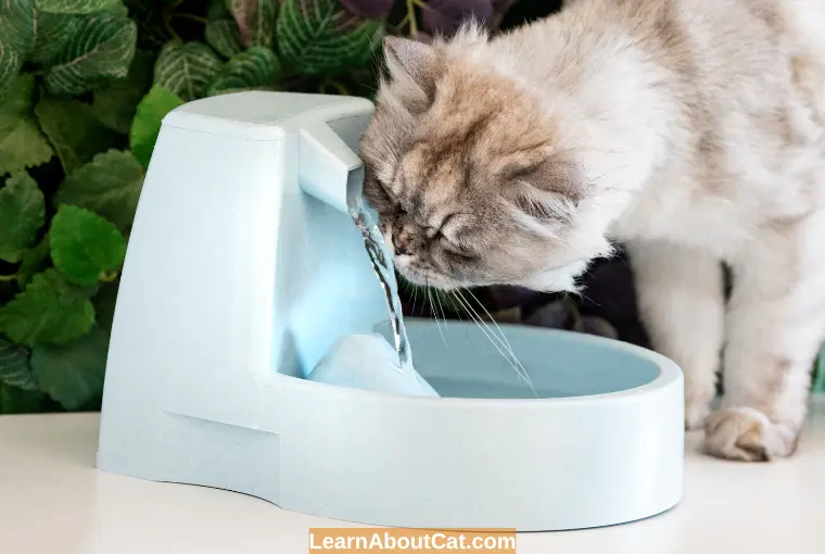 How to Hydrate a Cat That Won't Drink Water