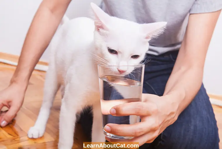 How to Monitor Your Cat's Water Intake