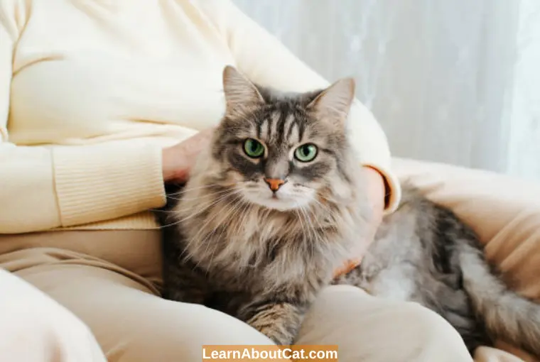 How to Prevent Hair Loss in Cats