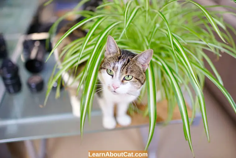 How to Respond if Your Cat Eats a Poisonous House Plant