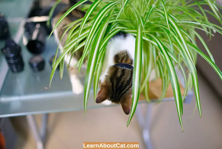 How to Tell If Your Cat Ate Your Spider Plant