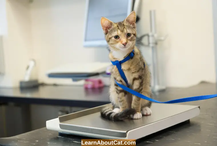 How to Tell if Your Cat Is Underweight