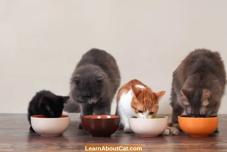In What Ways are kittens' Nutritional Needs Different from those of Adults