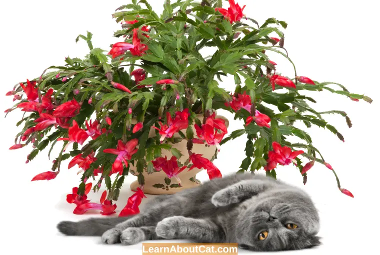 Is Christmas Cactus Poisonous to Cats