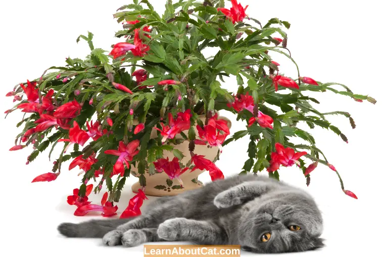 Is Christmas Cactus Toxic to Cats? Can Cats Eat Christmas Cacti