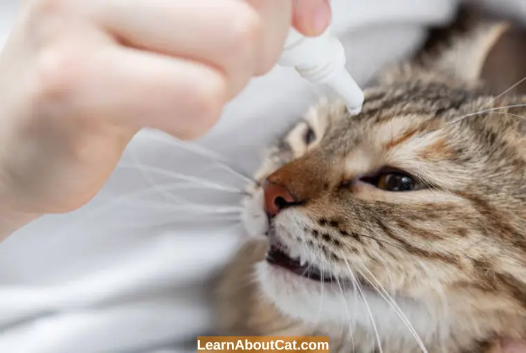 Is It Safe To Use Human Eye Drops For Cats