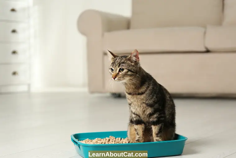 Are Pine Pellets Safe for Cats? Things You Need To Know LearnAboutCat