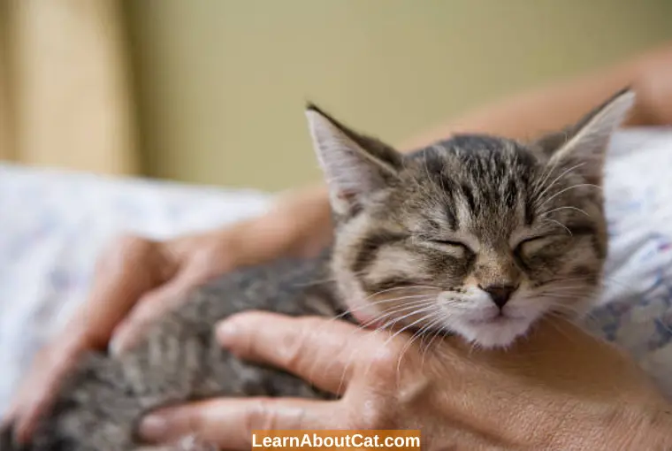 Making the Ideal Sleeping Arrangements For Kitten
