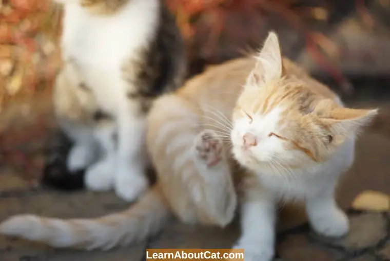 Natural Methods to Get Rid of Fleas on Young Kittens - Best Flea Treatments